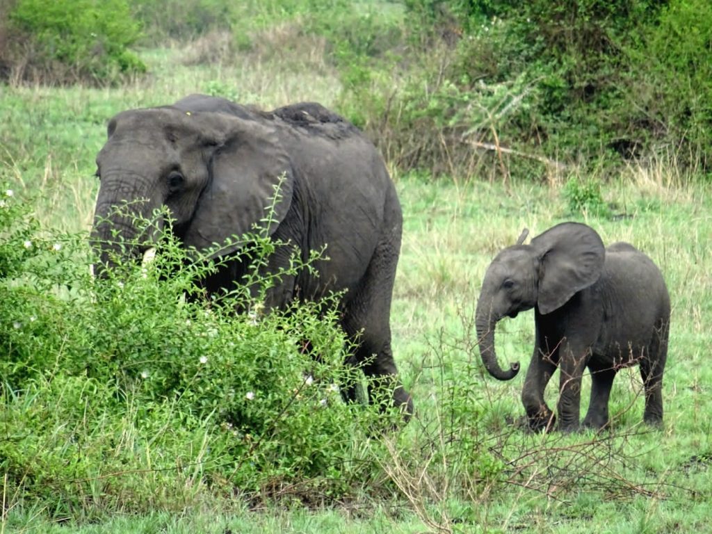The Giants Elephants of Queen Elizabeth National Park