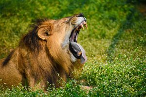 The Lions of Uganda: A Safari Experience Like No Other