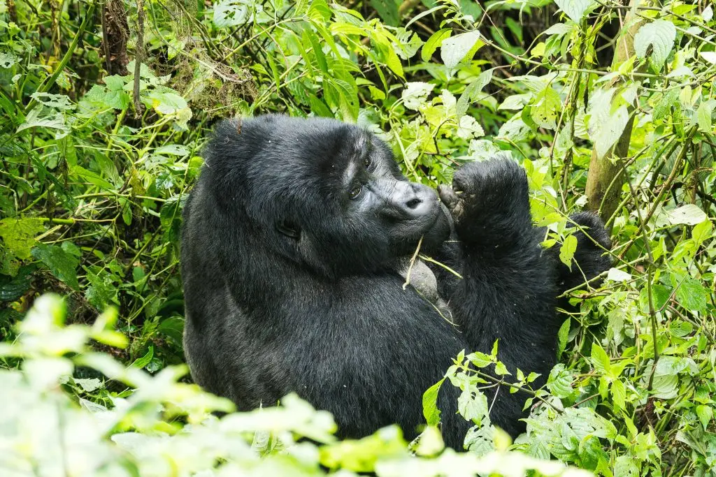 Guide To Gorilla Trekking In Uganda